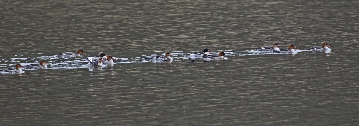 Крех середній - ML646327913