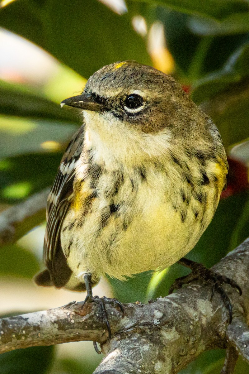 キヅタアメリカムシクイ - ML646327914