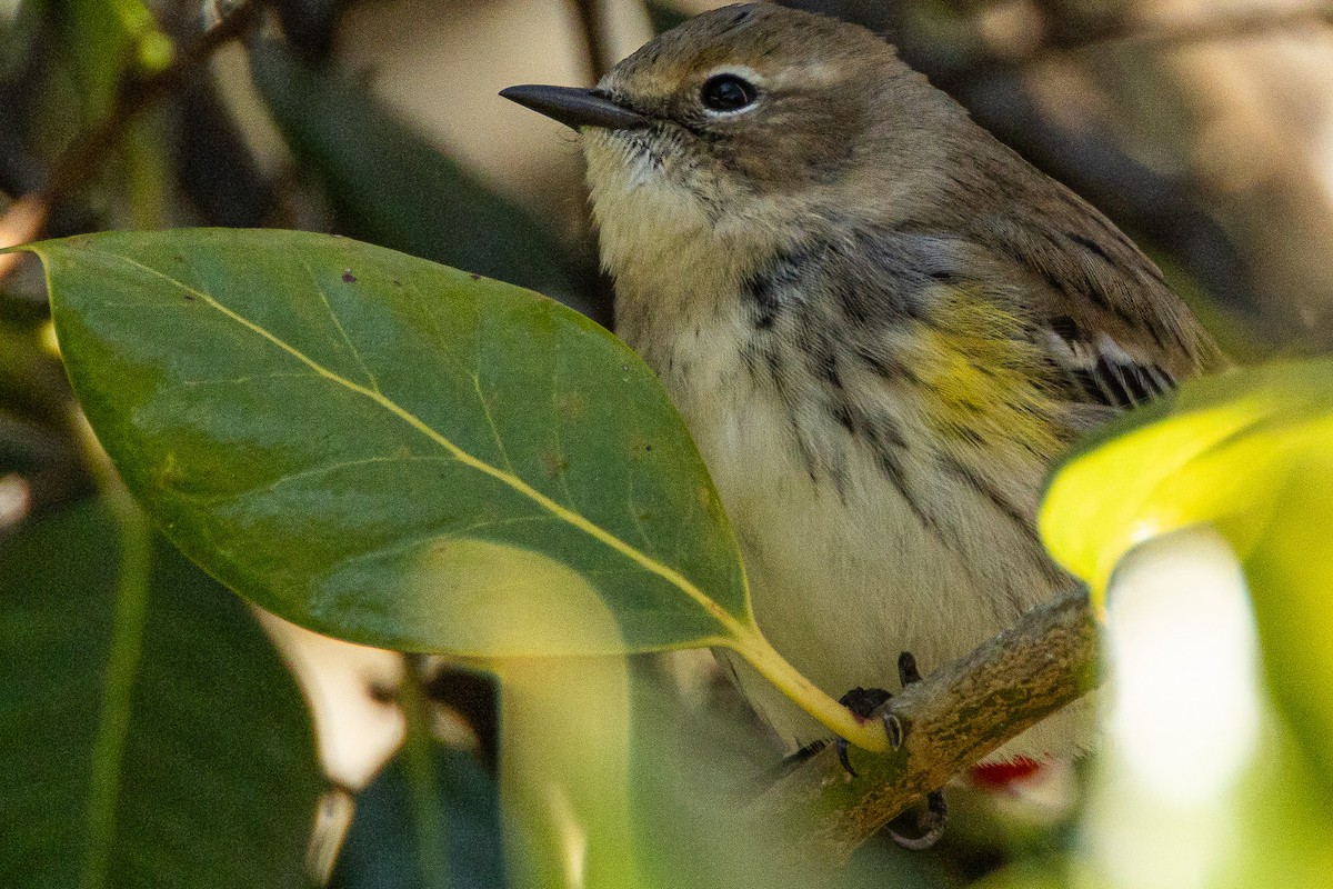 キヅタアメリカムシクイ - ML646327915