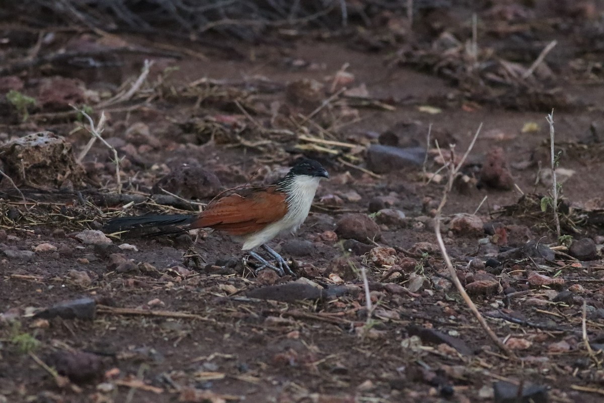 バンケン属 - ML646327916