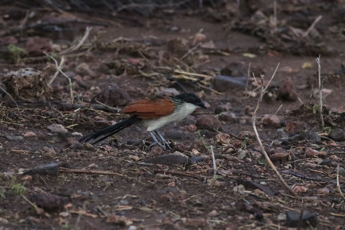 バンケン属 - ML646327917