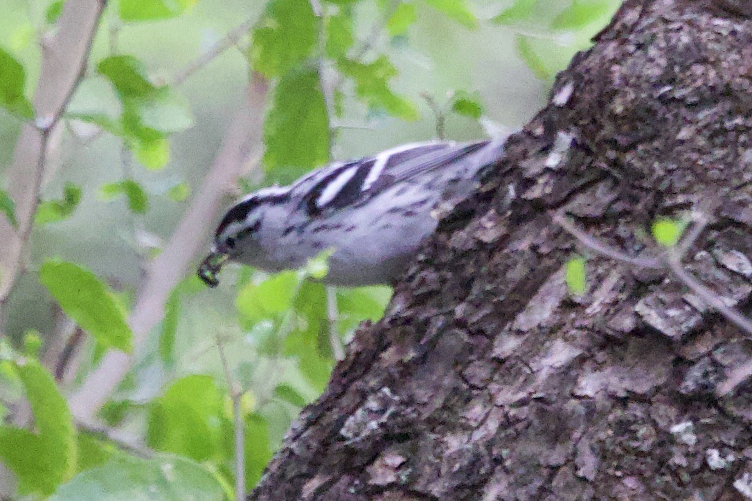 シロクロアメリカムシクイ - ML646327918