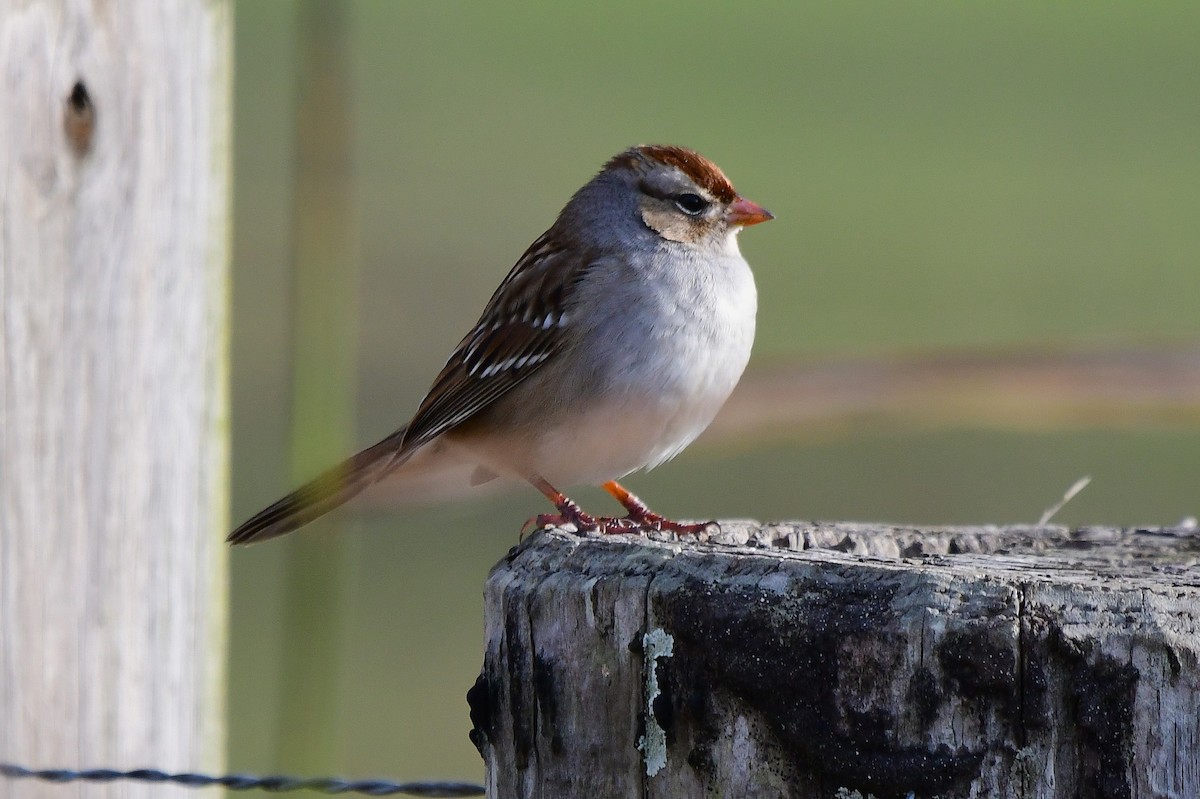 ミヤマシトド - ML646327919