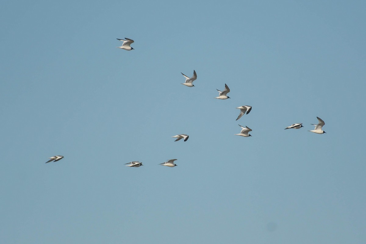 クビワカモメ - ML646327920