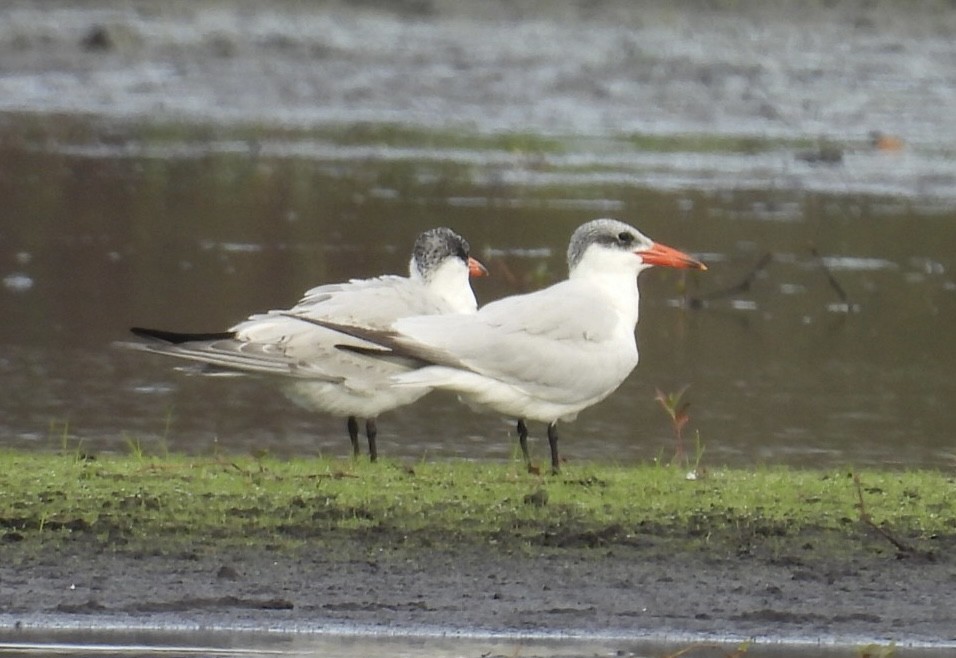 オニアジサシ - ML646327921