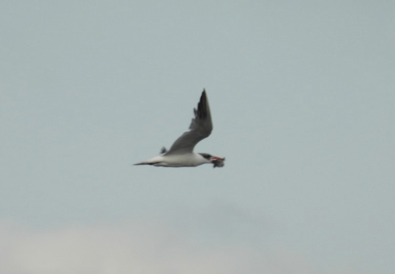 オニアジサシ - ML646327922