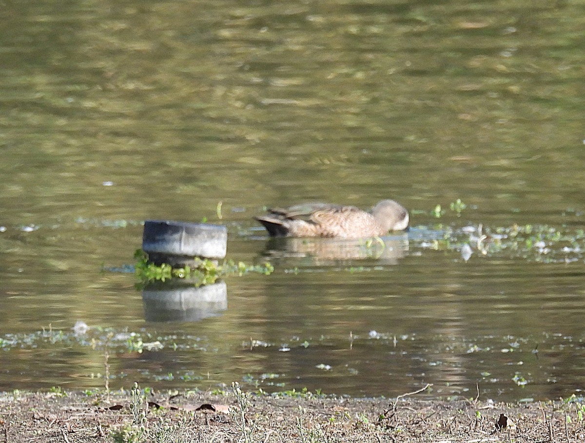 ミカヅキシマアジ - ML646327925