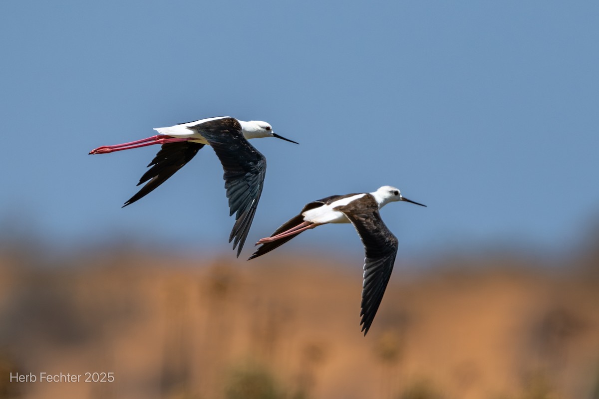 セイタカシギ - ML646327926