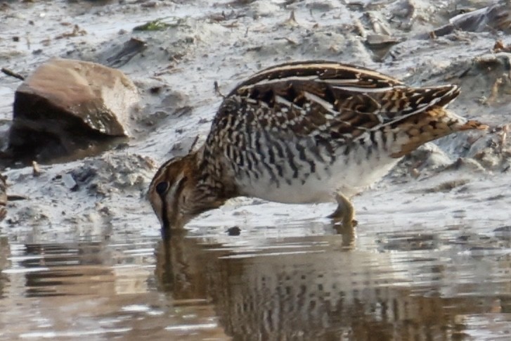 アメリカタシギ - ML646327927