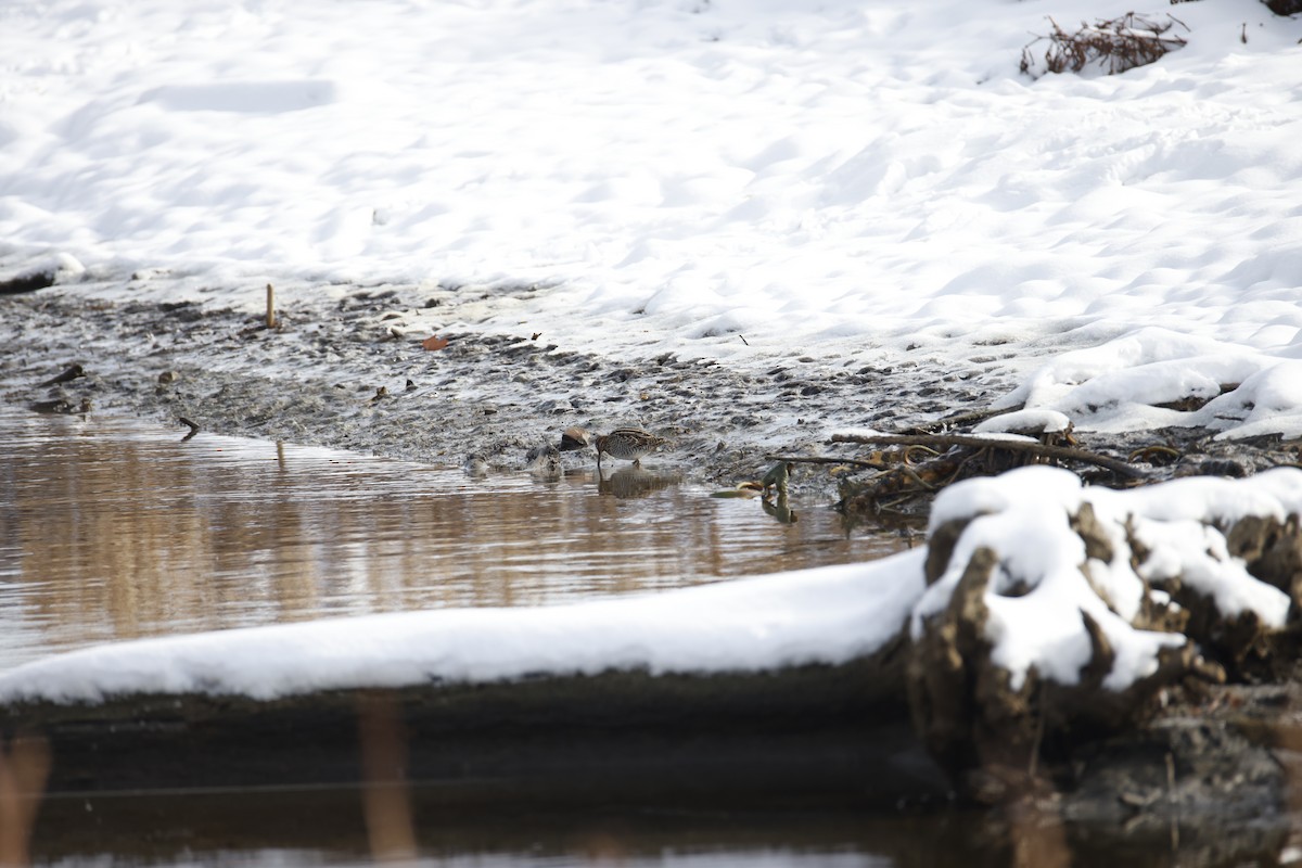 アメリカタシギ - ML646327928