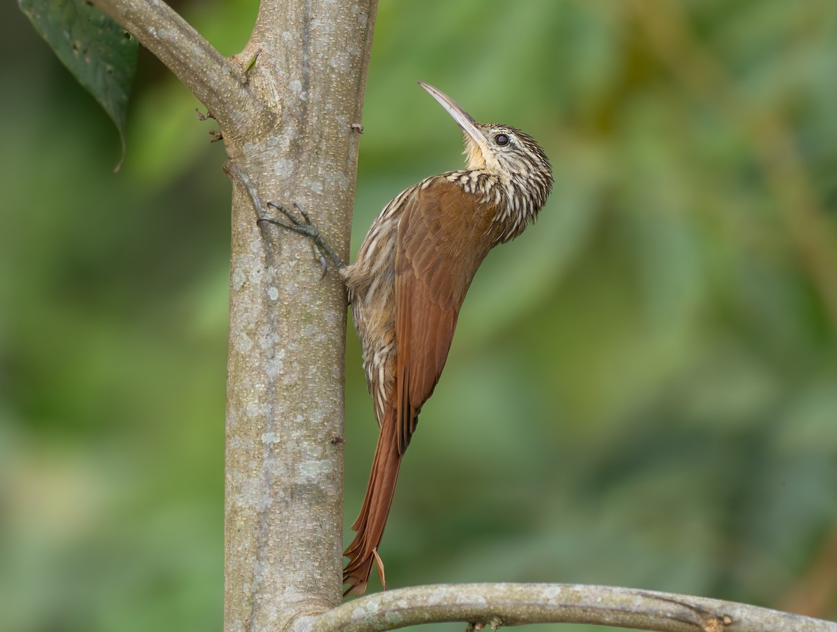 シマガシラオニキバシリ - ML646327934