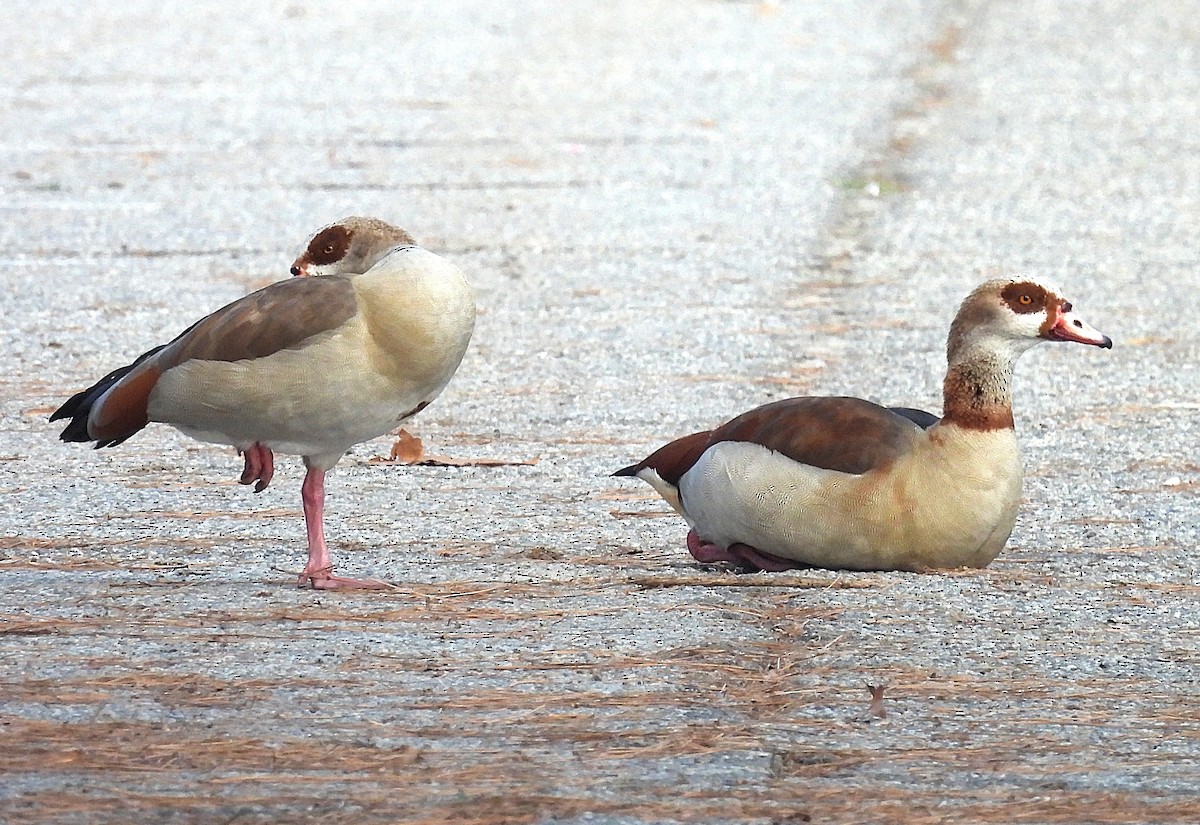 エジプトガン - ML646327935