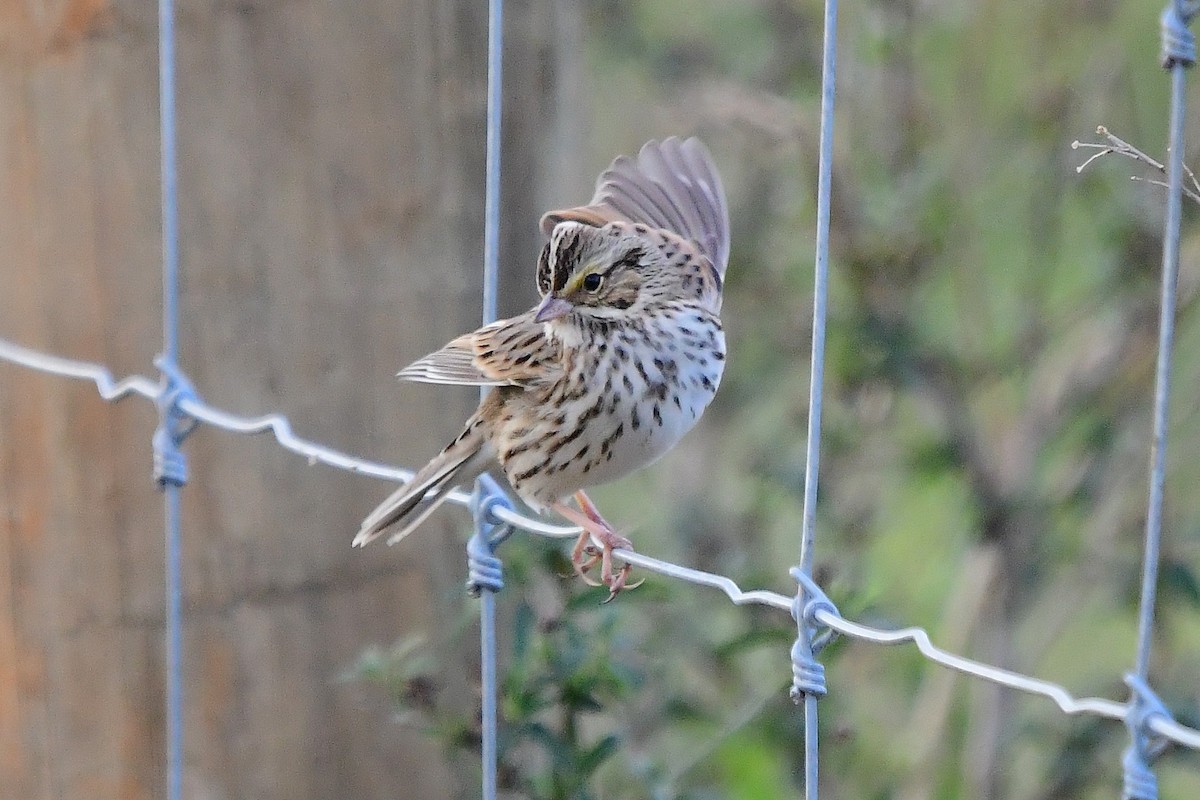 サバンナシトド - ML646327940