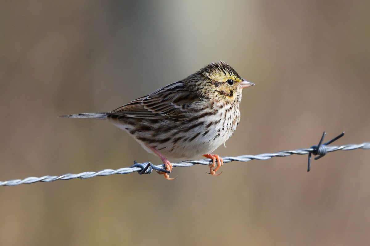 サバンナシトド - ML646327941