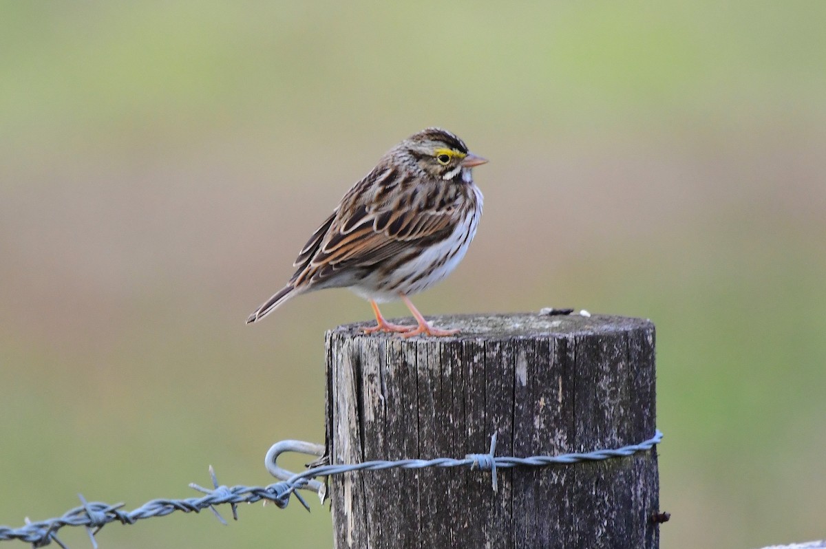 サバンナシトド - ML646327942