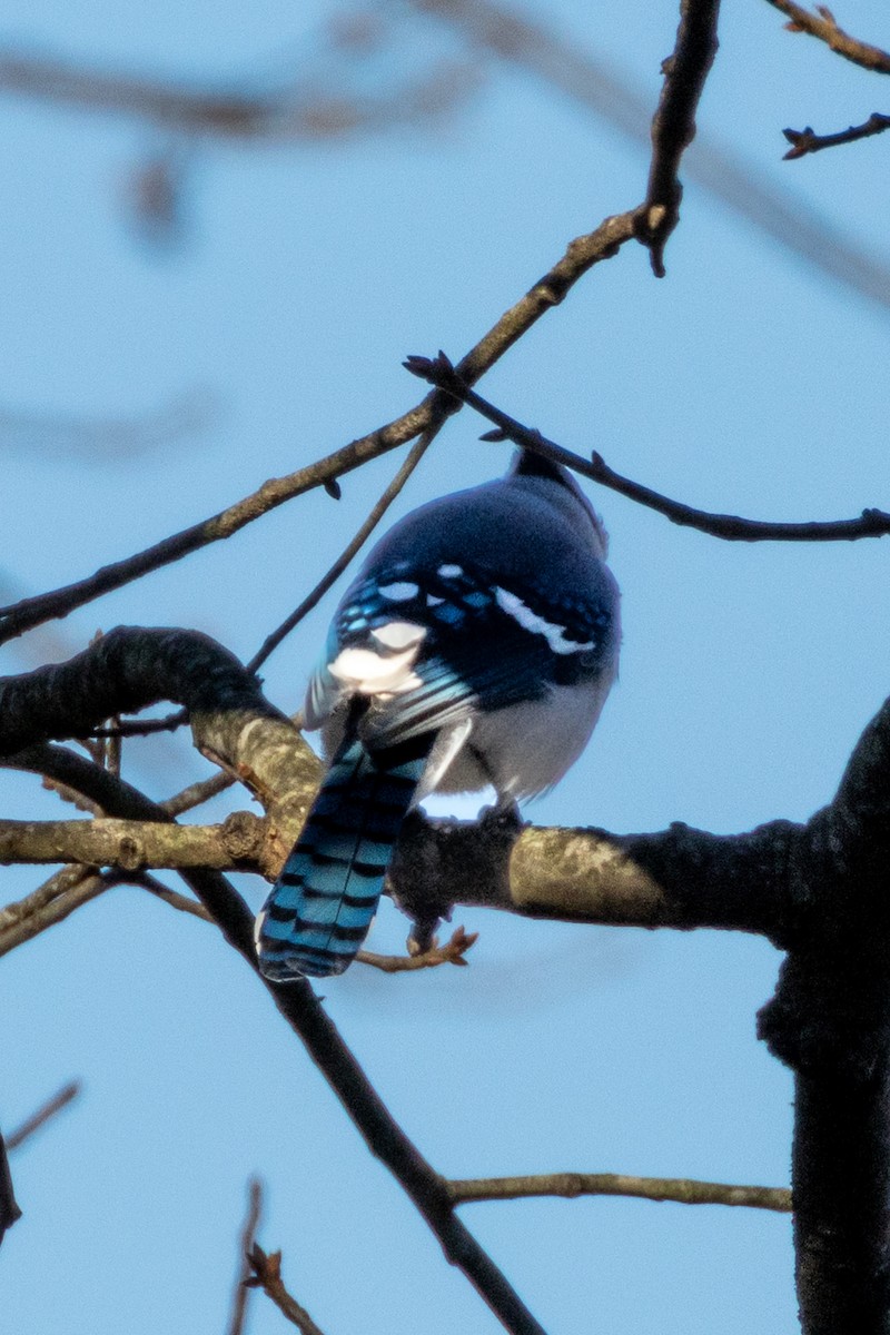 アオカケス - ML646327943