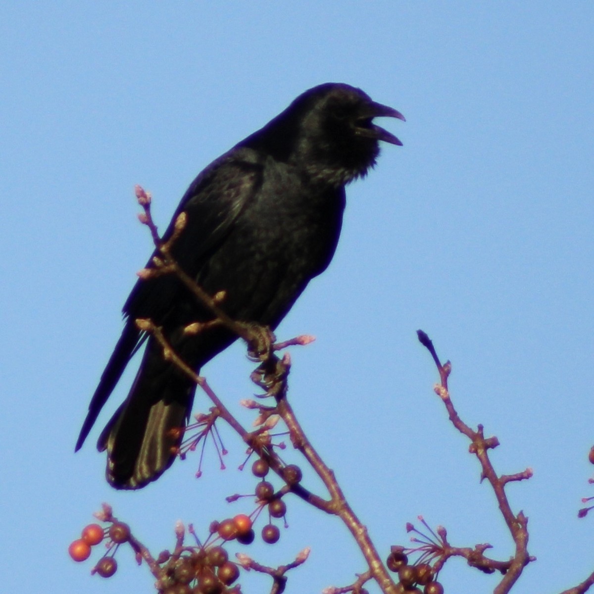 ウオガラス - ML646327945