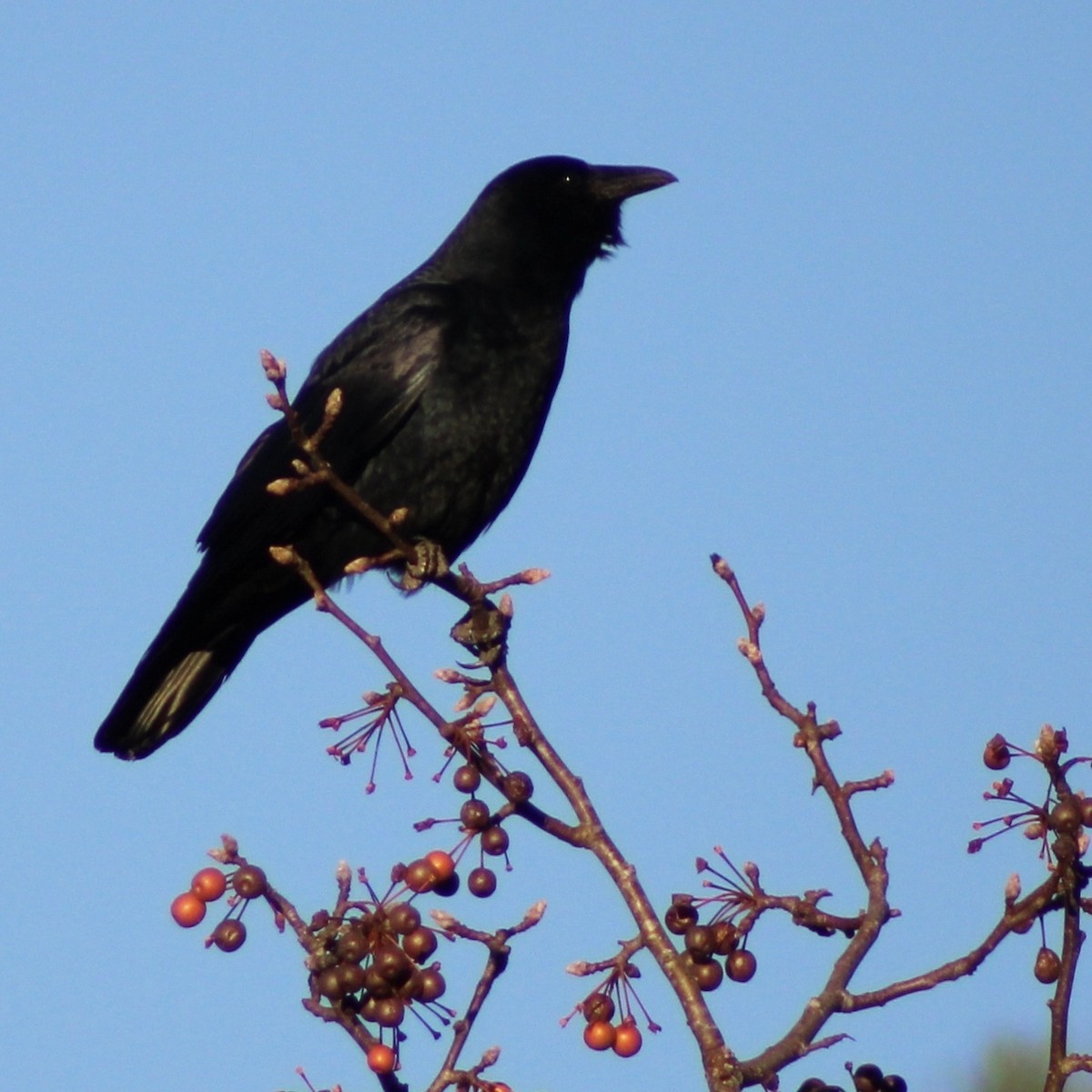 ウオガラス - ML646327946