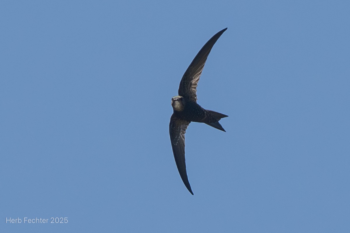 マダガスカルアマツバメ - ML646327949