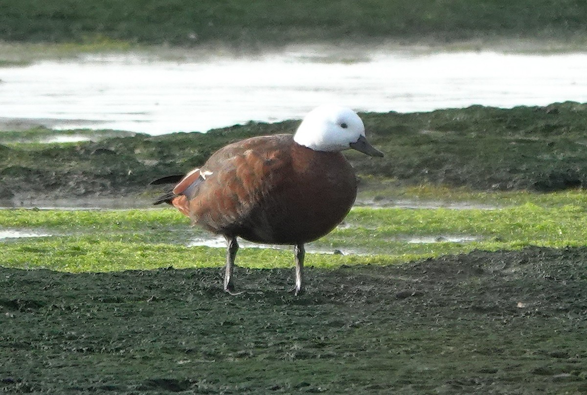 Tarro Maorí - ML646327950