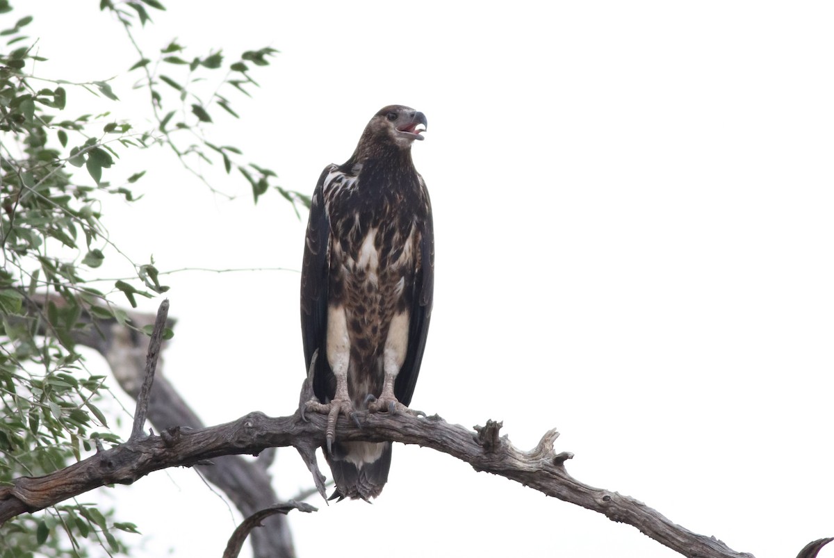 African Fish-Eagle - ML646327952