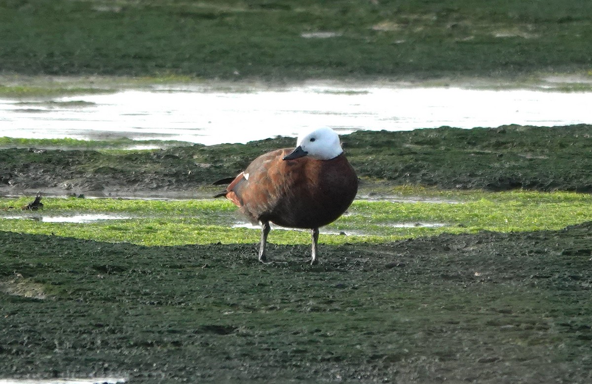 Tarro Maorí - ML646327953