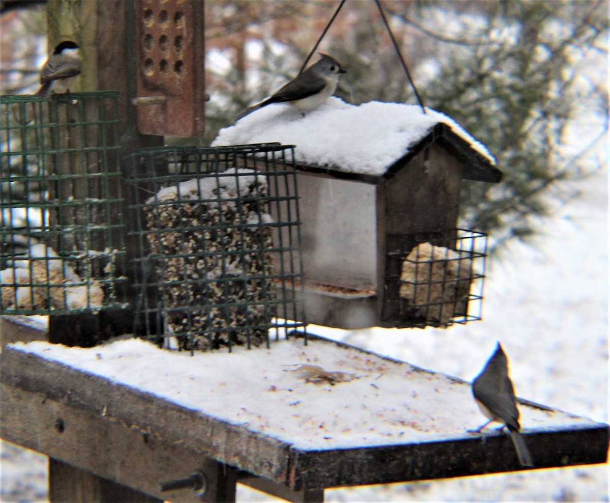 Carolina Chickadee - ML646327954