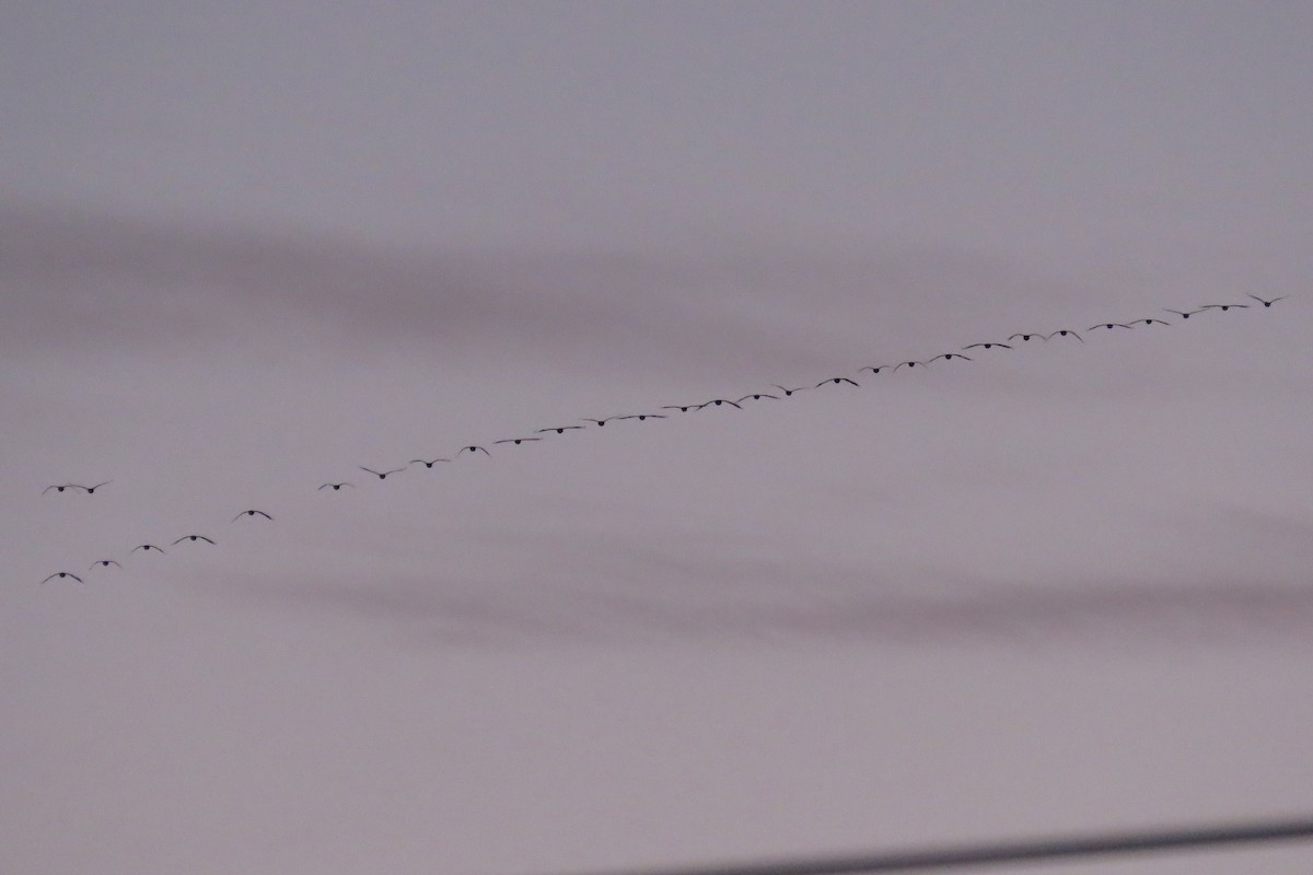 ברנטה קנדית - ML646327955