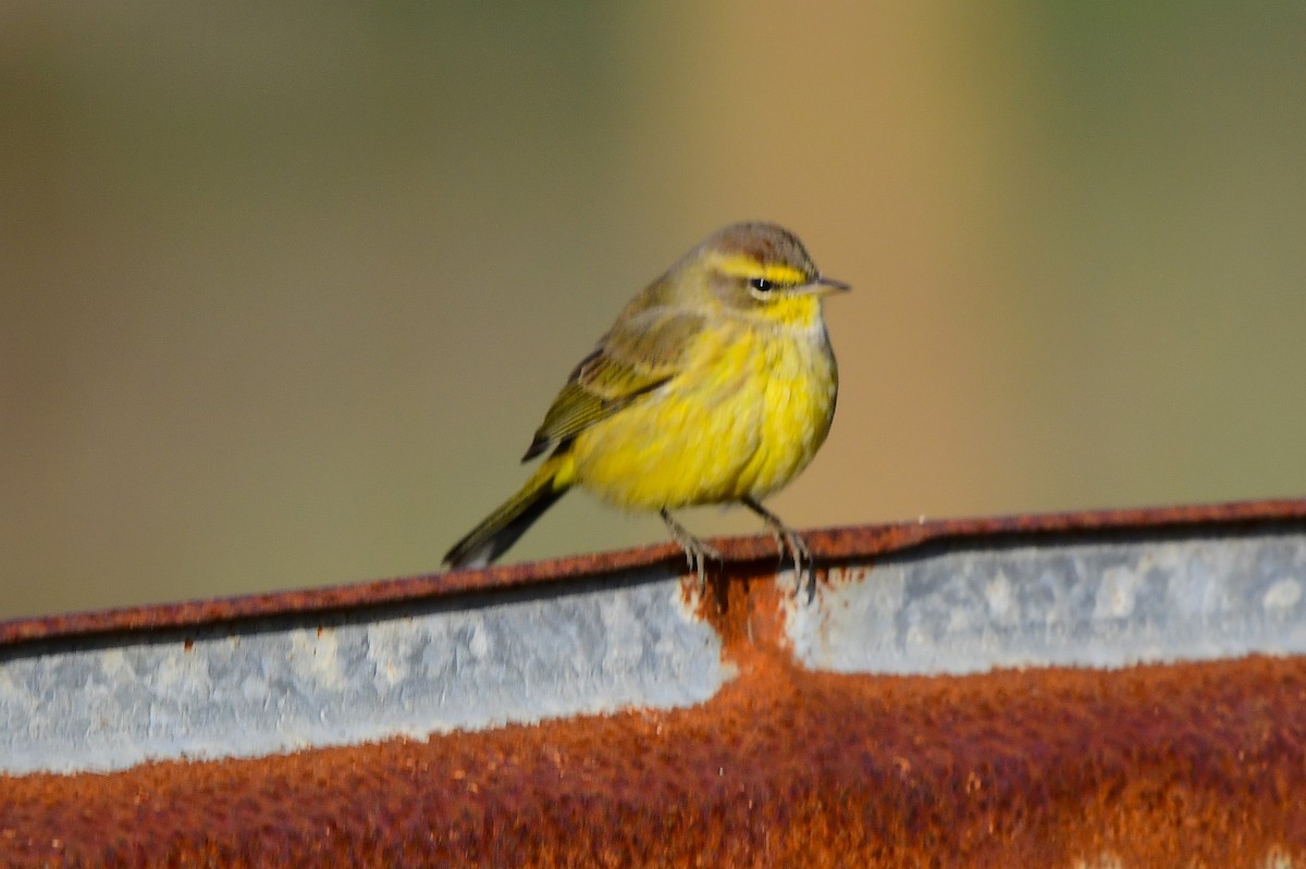 Palm Warbler - ML646327956