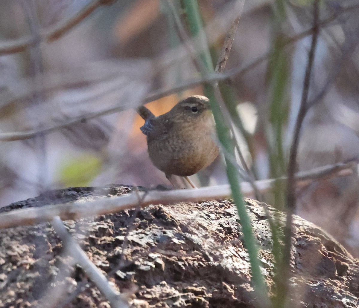 フユミソサザイ - ML646327957