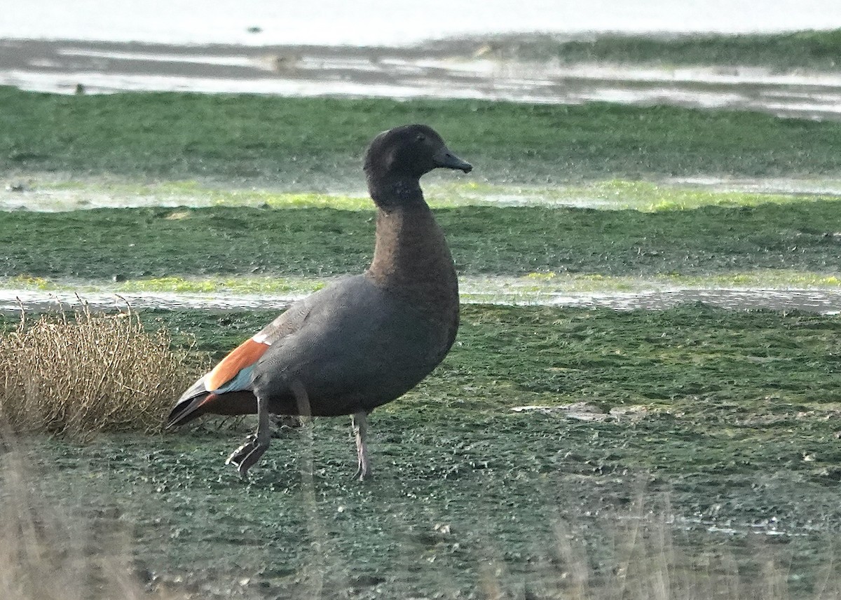 Tarro Maorí - ML646327958