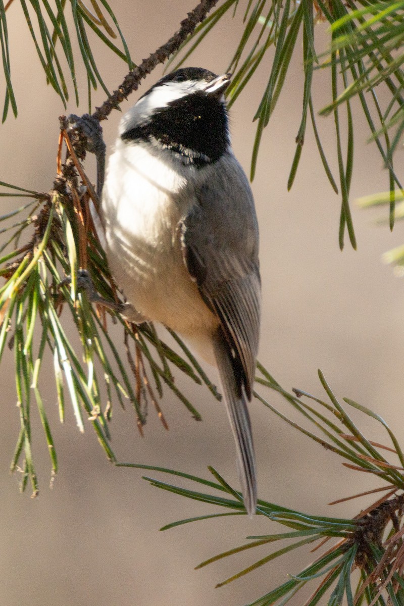 Carolina Chickadee - ML646327960