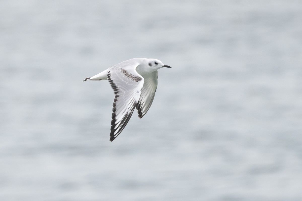 Bonaparte's Gull - ML646327964