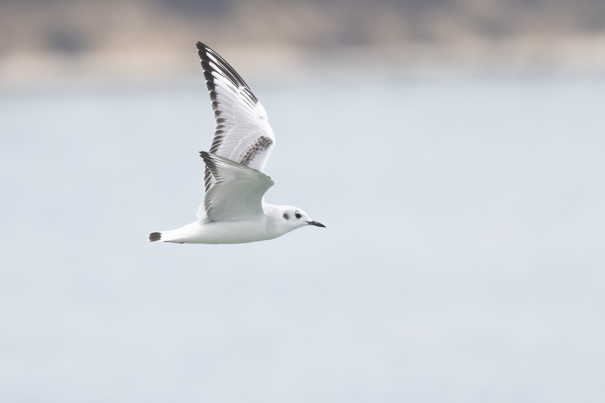 Bonaparte's Gull - ML646327965
