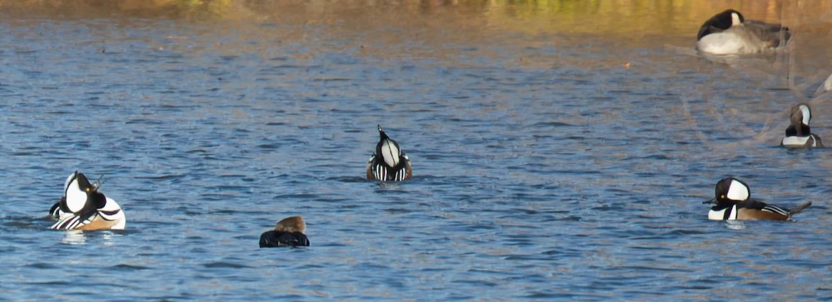 Hooded Merganser - ML646327966