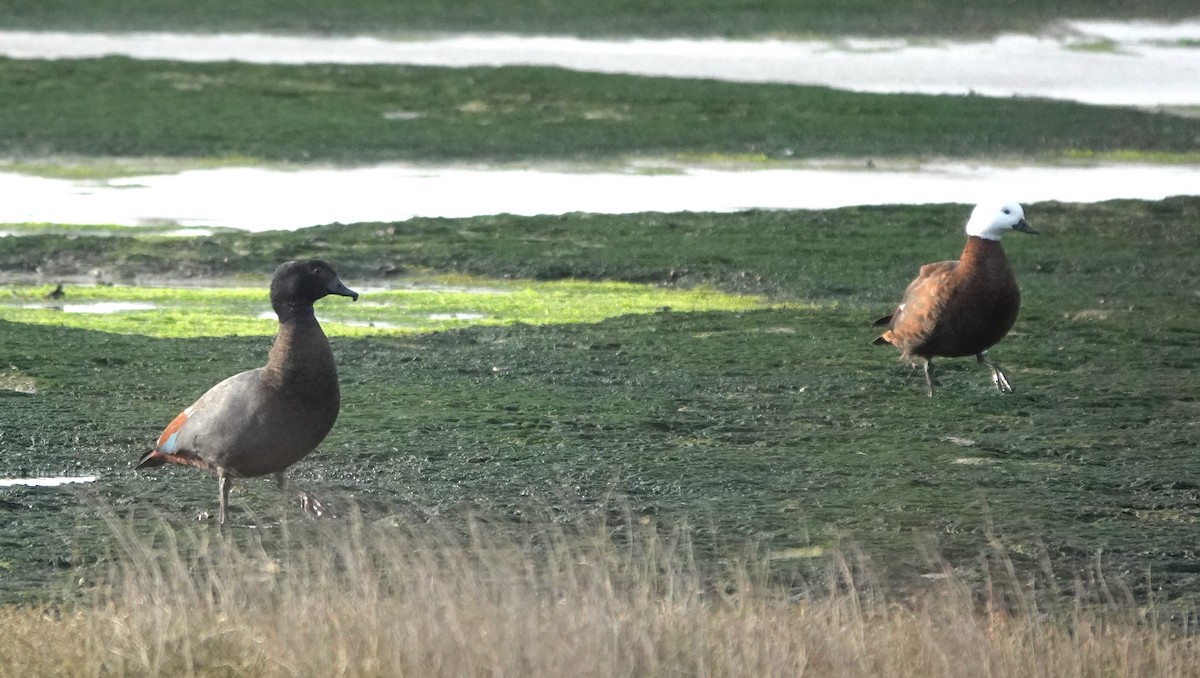 Tarro Maorí - ML646327967