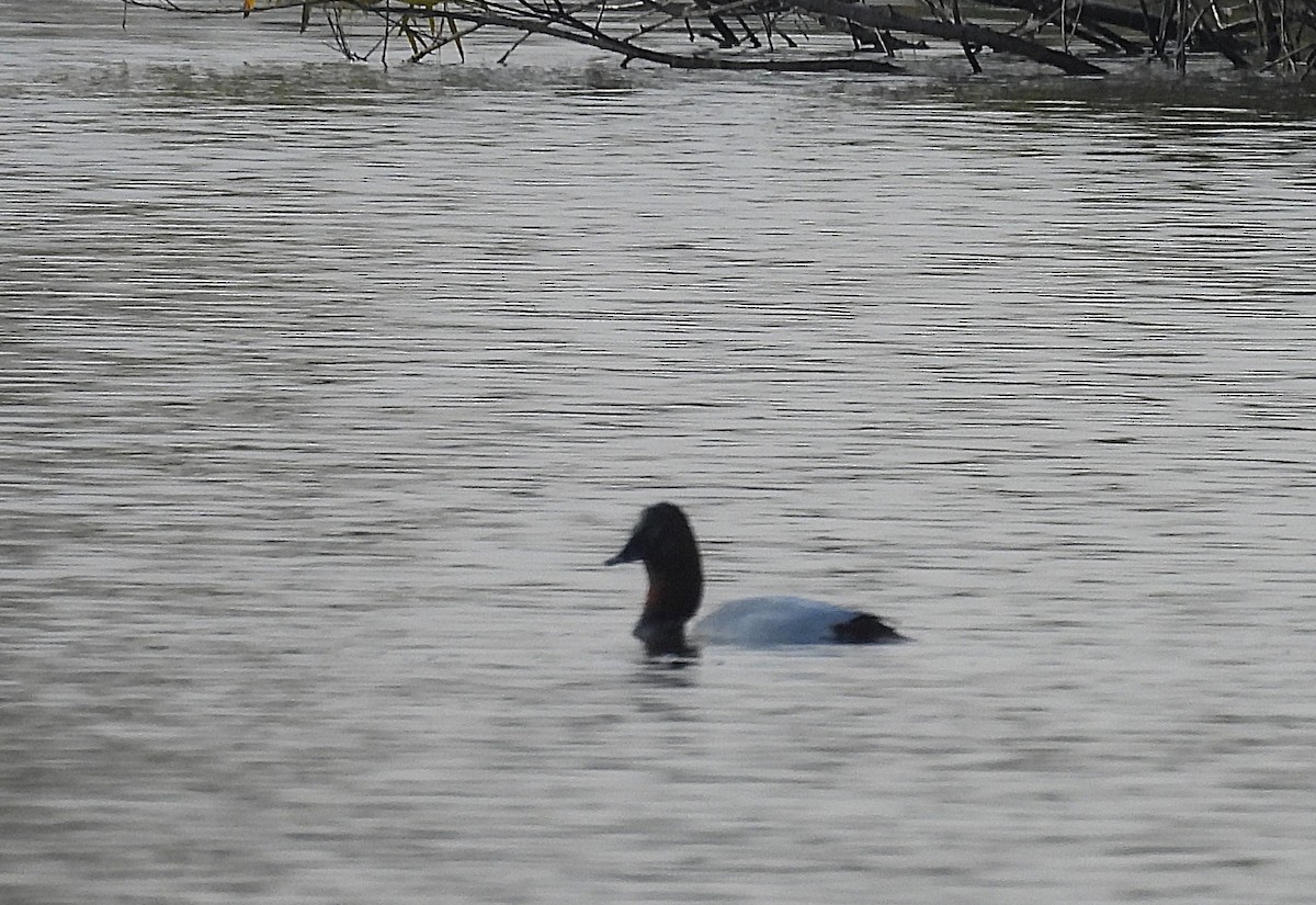 Porrón Coacoxtle - ML646327969