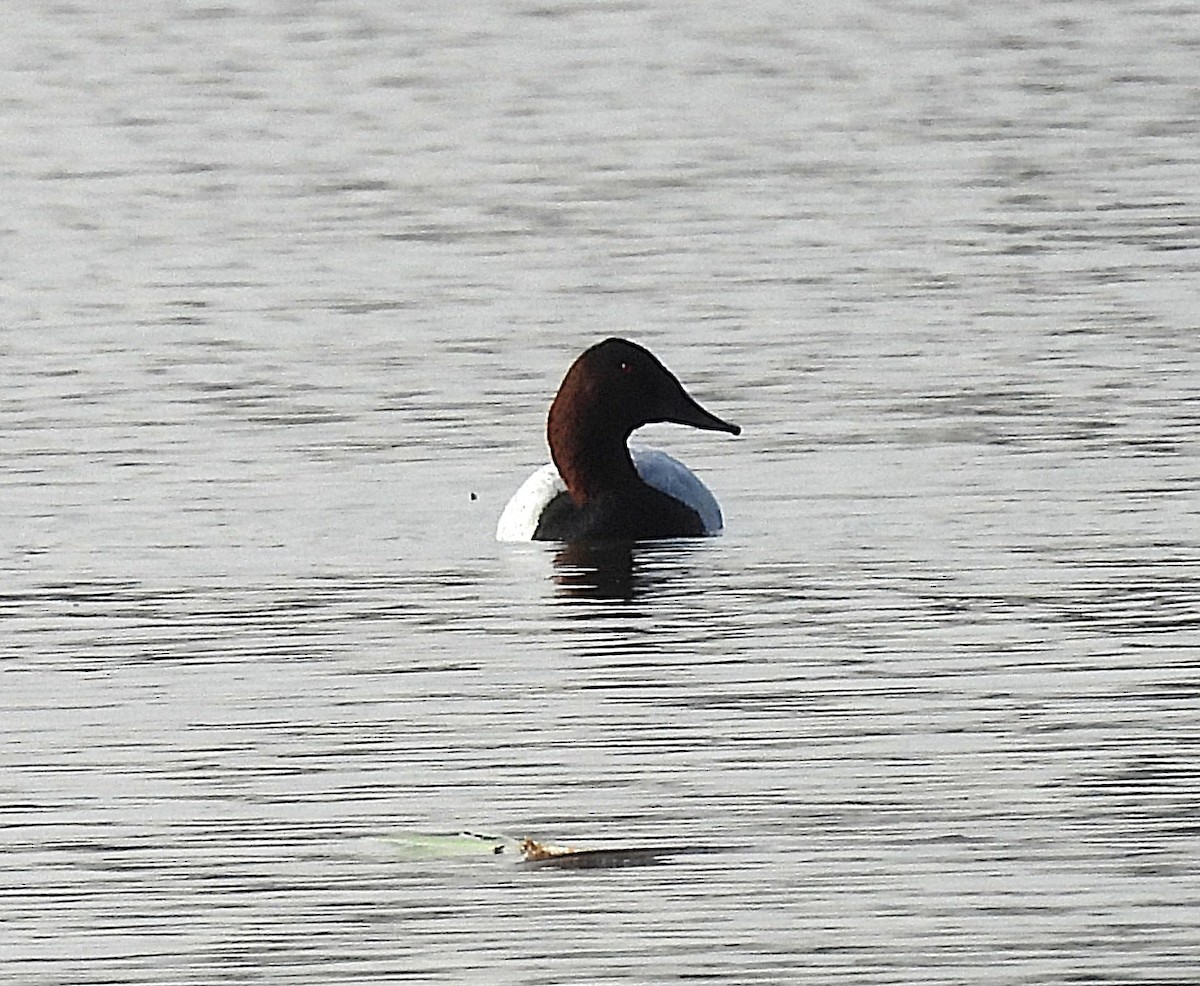Porrón Coacoxtle - ML646327970