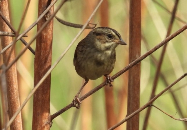 Swamp Sparrow - ML646327978