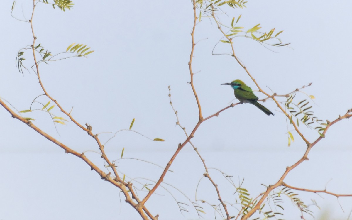 שרקרק גמדי - ML646327979