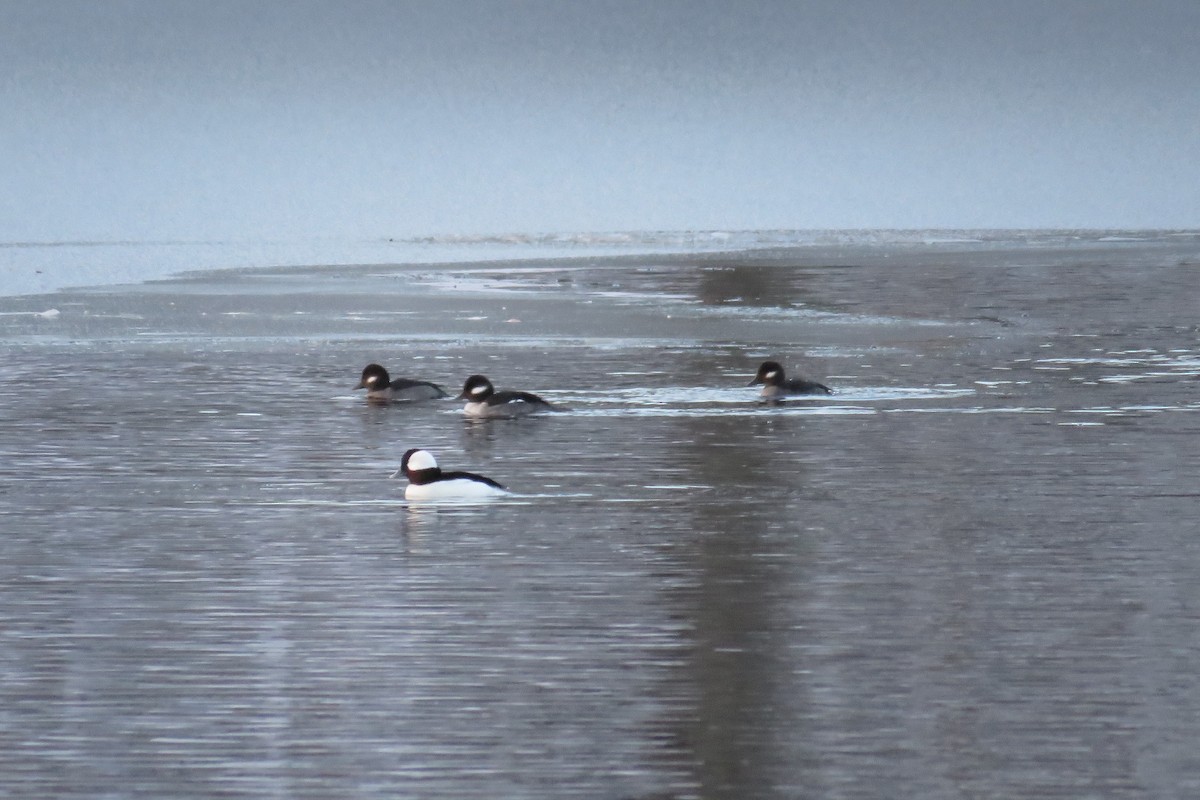 Murgilari buruzuria - ML646327980