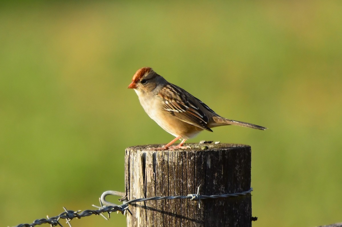 White-crowned Sparrow - ML646327981