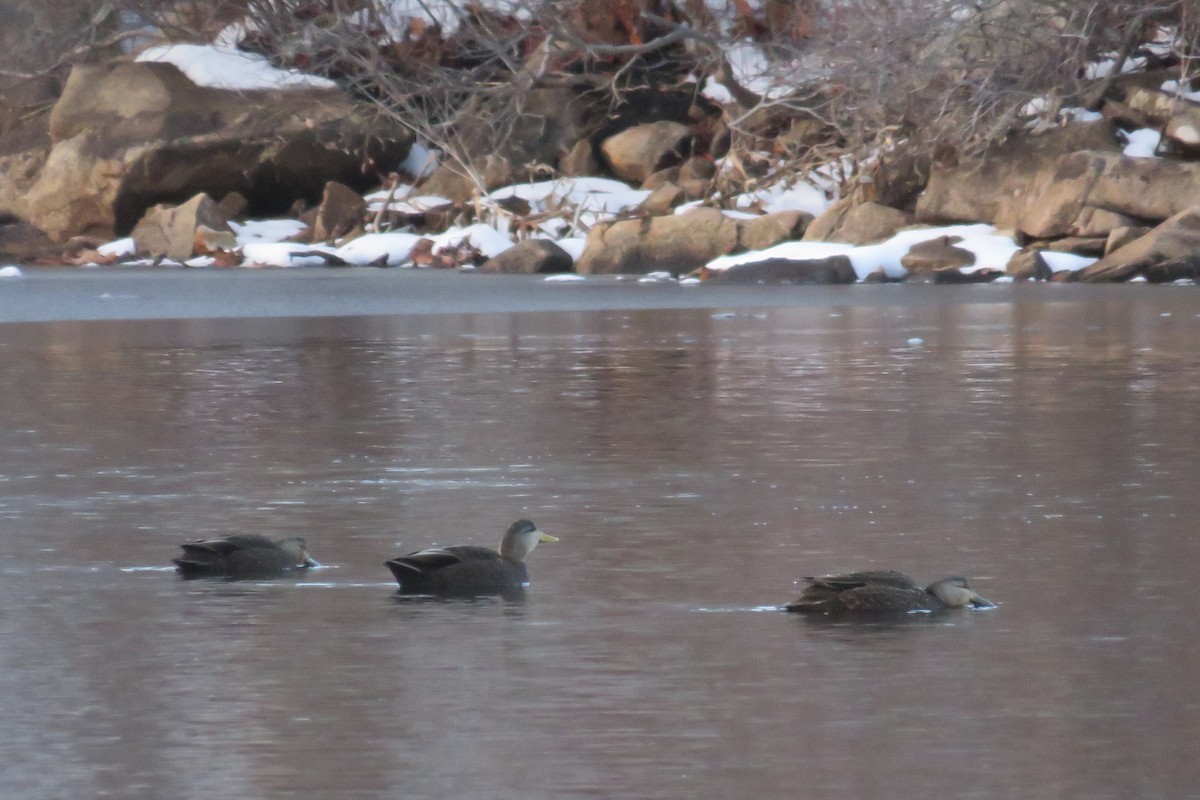 Ahate iluna - ML646327997