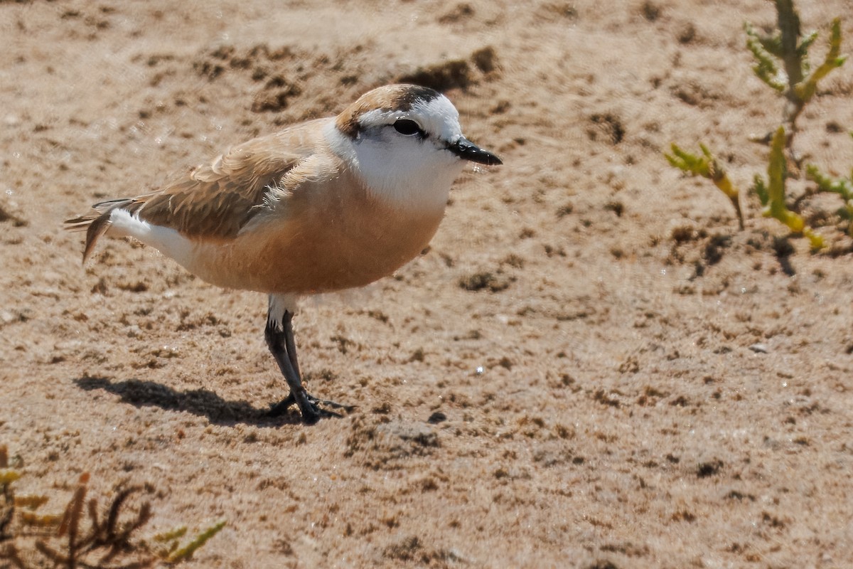 White-fronted Plover - ML646327998