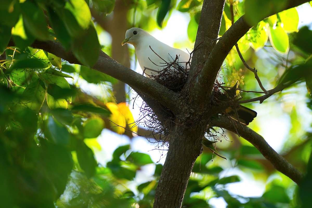 holub pobřežní - ML646327999