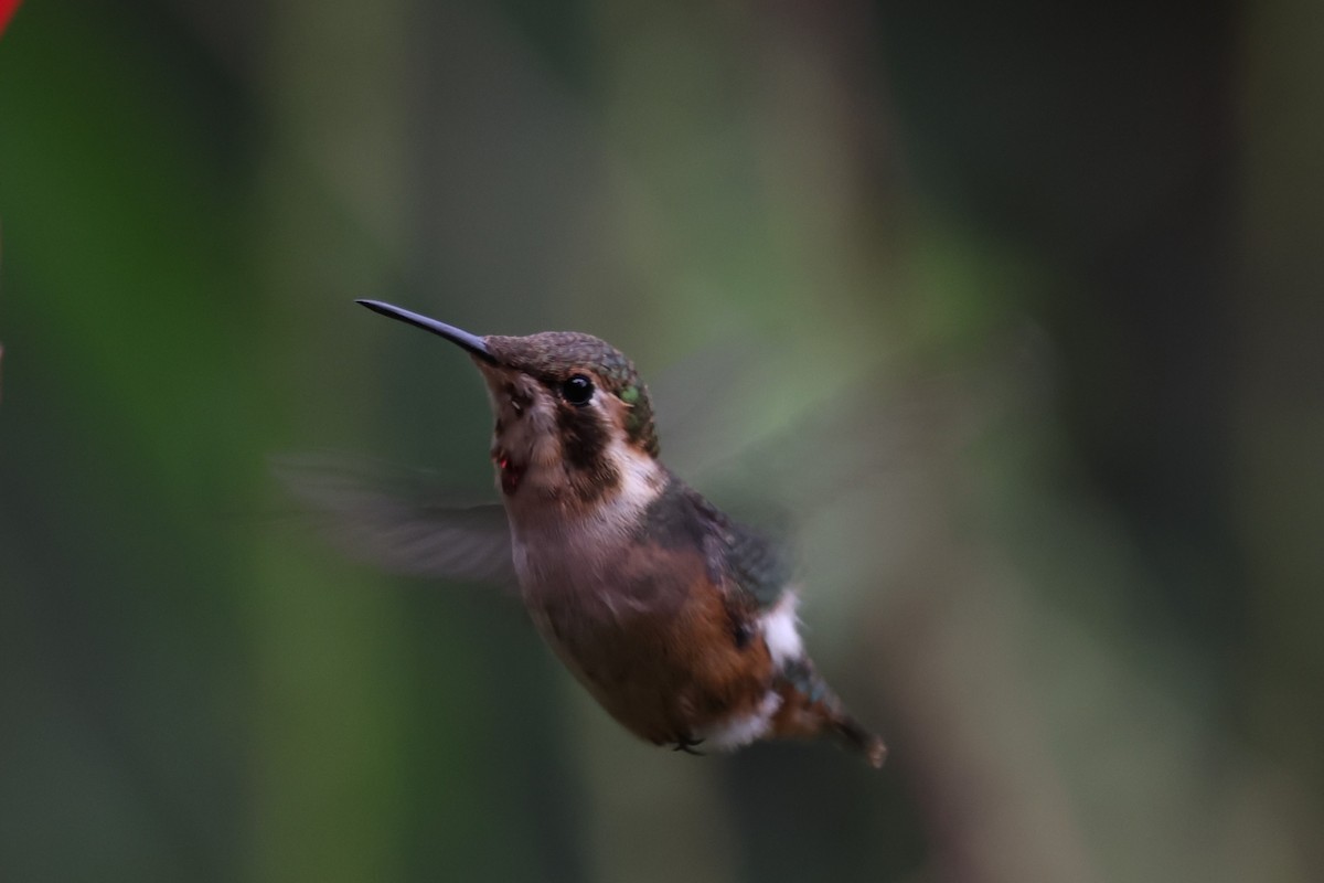 Little Woodstar - ML646328000