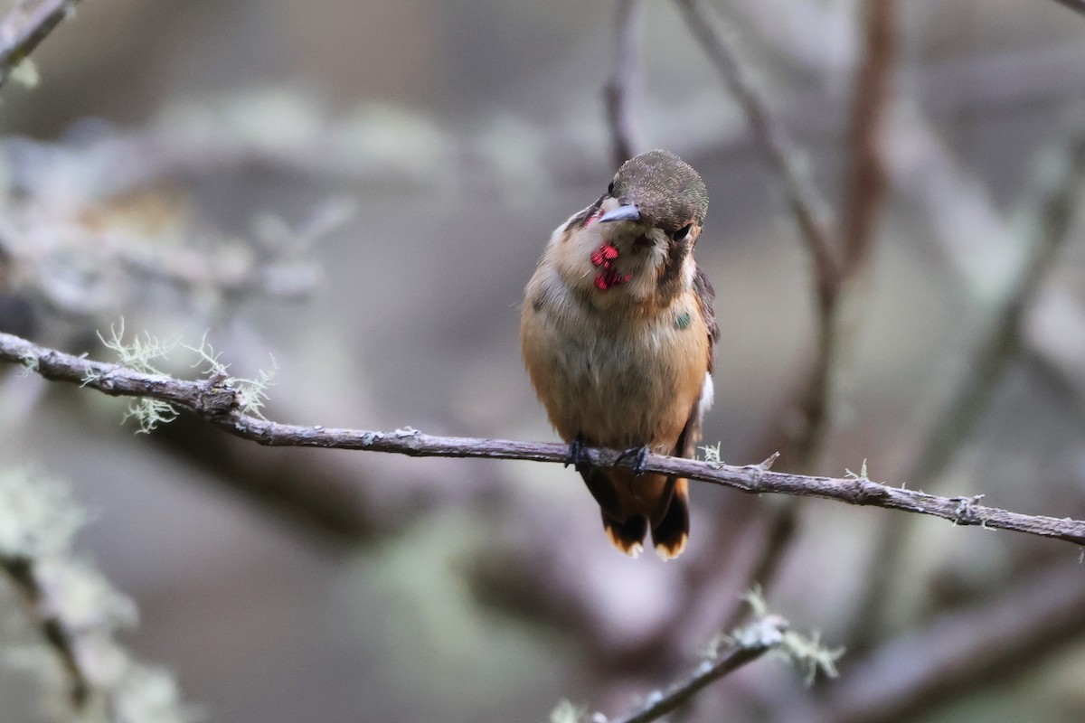 Little Woodstar - ML646328001