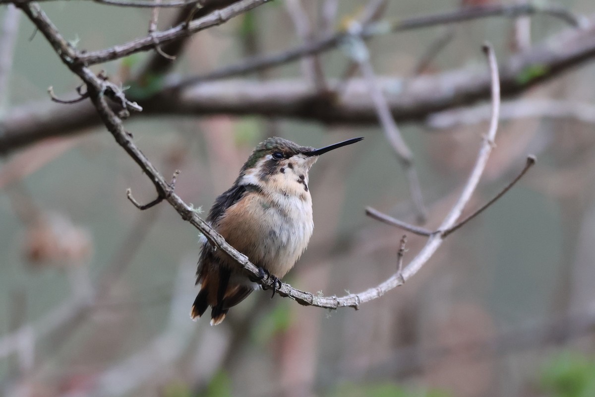 Little Woodstar - ML646328002