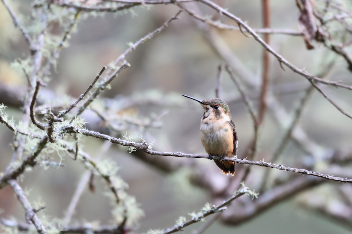 Little Woodstar - ML646328003