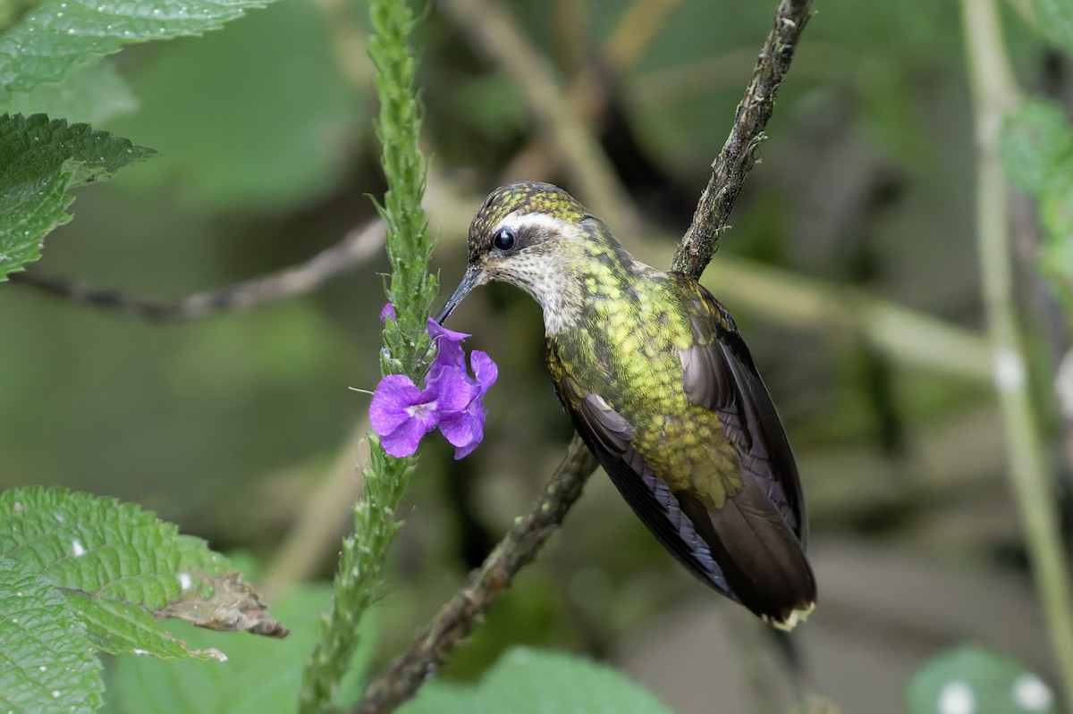 Speckled Hummingbird - ML646328008